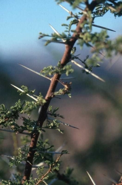 acacia close-up